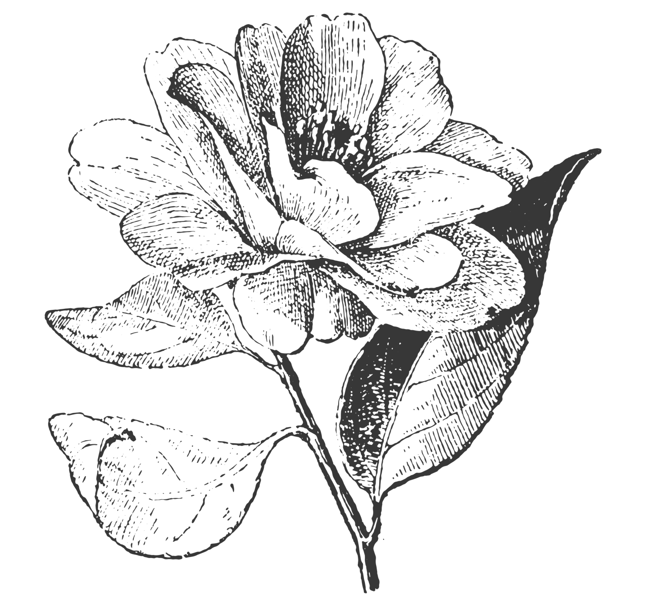 The Clean Collective logo